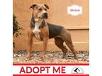 Adopt Shiloh a Pit Bull Terrier