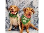 Adopt Aubrey & Carolina (Bonded Pair) a Mixed Breed