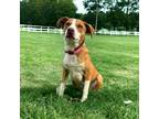 Adopt Berkley a Labrador Retriever