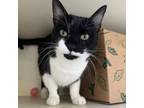 Adopt Oreo a Domestic Short Hair