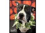 Adopt Sally a Mixed Breed