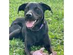 Adopt Zahra a Labrador Retriever