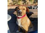 Adopt Sachi a Labrador Retriever, Beagle