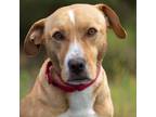 Adopt Sachi a Labrador Retriever, Beagle