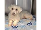 Adopt Alaina a Coton de Tulear