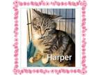 Adopt Harper a Tabby