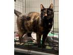 Adopt AC Juniper a Domestic Short Hair