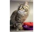 Adopt AC Perelli a Domestic Medium Hair