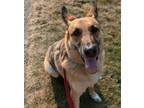 Adopt Petra a German Shepherd Dog