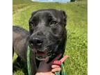 Adopt Clover a Black Labrador Retriever