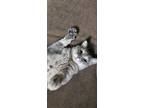 Adopt Maisie a Domestic Short Hair, Tabby