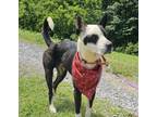 Adopt Zoey a Terrier