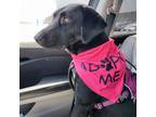 Adopt Moxie "Millie" a Labrador Retriever