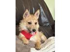Adopt Lucy 2 a Mixed Breed