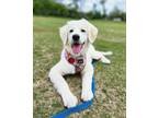 Adopt 24-012 Taylor a Great Pyrenees