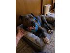 Adopt Bonnie a Pit Bull Terrier, Labrador Retriever