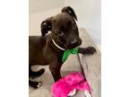 Adopt Tequila Sunrise Happy hour a Pit Bull Terrier, Mixed Breed