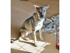 Adopt Lexi a German Shepherd Dog