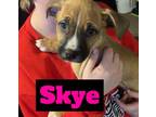 Adopt Skye a Pit Bull Terrier