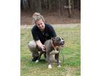 Adopt Nala a Pit Bull Terrier