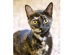 Adopt Remy a Domestic Short Hair