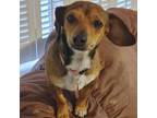 Adopt Gleason a Dachshund