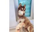 Adopt Kira a Husky