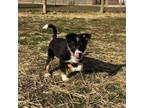 Adopt Armani a Australian Cattle Dog / Blue Heeler, Australian Shepherd