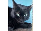 Adopt Steele a Domestic Short Hair