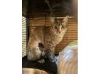 Adopt Elaine a Domestic Short Hair