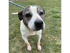 Adopt Sassafrass a Pit Bull Terrier