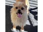 Adopt Static a Brussels Griffon
