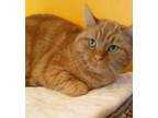 Adopt BELLA a Tabby