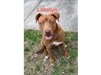 Adopt Laklyn (Lake apartments) a Mixed Breed, Pit Bull Terrier
