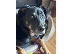 Adopt Prudence a Shepherd, Labrador Retriever