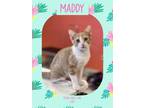 Adopt Maddy a Domestic Short Hair