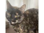 Adopt Princess @ foster a Domestic Short Hair