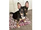 Adopt Missy a Corgi, Terrier