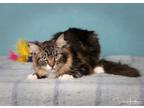 Adopt Mama a Domestic Long Hair, Maine Coon