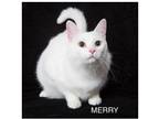 Adopt MERRY a Domestic Short Hair