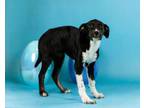 Adopt Mor a Border Collie, Mixed Breed