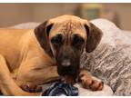 Adopt Tilly a Mastiff