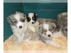Australian Shepherd PUPPY FOR SALE ADN-763477 - Love Our Aussie Pups