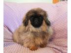 Pekingese PUPPY FOR SALE ADN-763159 - Ewok