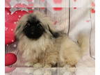 Pekingese PUPPY FOR SALE ADN-763164 - Zeus