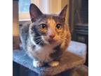 Adopt Miriam a American Shorthair