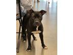 Adopt Shadow a Pit Bull Terrier