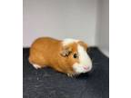 Adopt Indira 113E a Guinea Pig