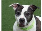 Adopt Zoey a Pit Bull Terrier, Mixed Breed