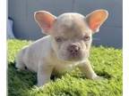 French Bulldog PUPPY FOR SALE ADN-763358 - ISABELLA MERLE COLORS